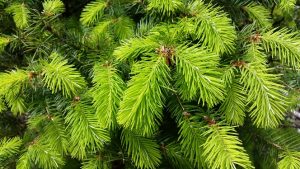 Fresh Fir Tips