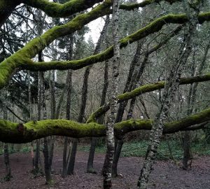 Woodmansee Park Trees Axis